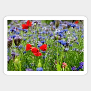 Poppies and Cornflowers growing wild Sticker